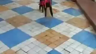 خنثي في ​​الكعب العالي والجوارب العالية على الديك الثابت